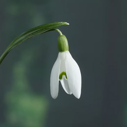 SNOWDROPS BULBS